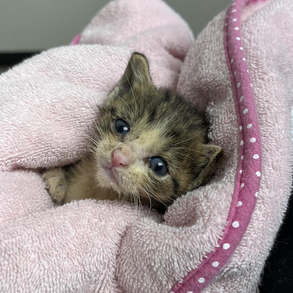 Enlarge Lana Del Rey, a Adoptable Domestic Short Hair in Parrish, AL image 3/3