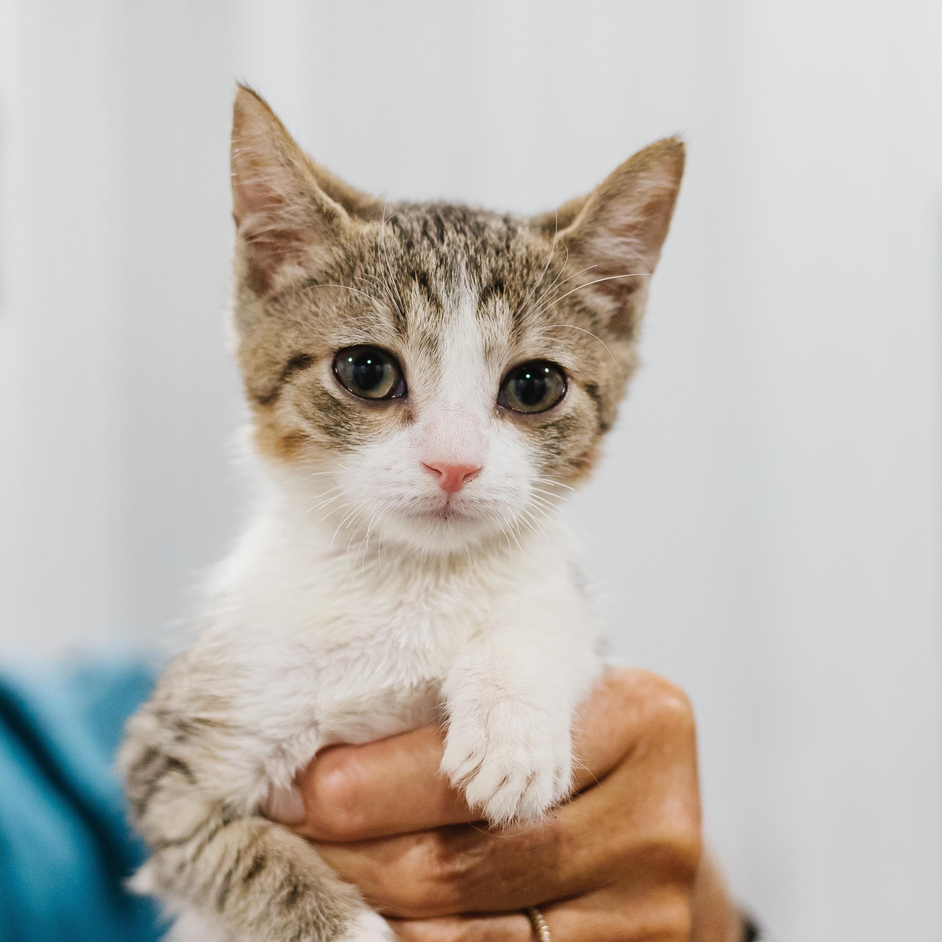 Lana Del Rey, Adoptable, Kitten Female Domestic Short Hair.