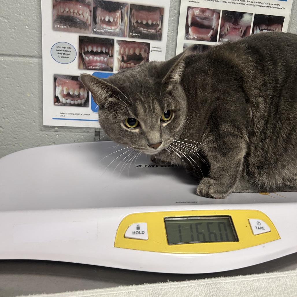 Baron (Petco), Adoptable, Adult Male Domestic Short Hair.