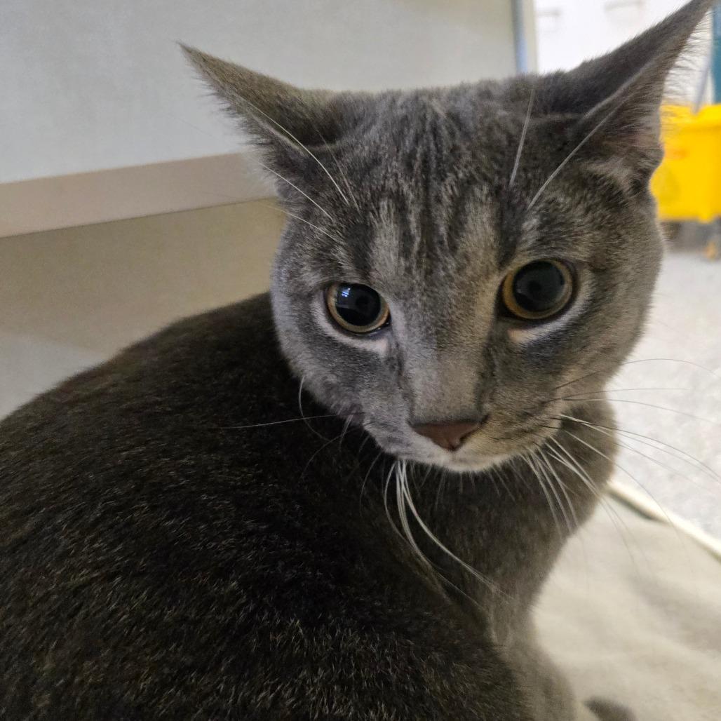 Baron (Petco), a Adoptable Domestic Short Hair in West Olive, MI image 2/6