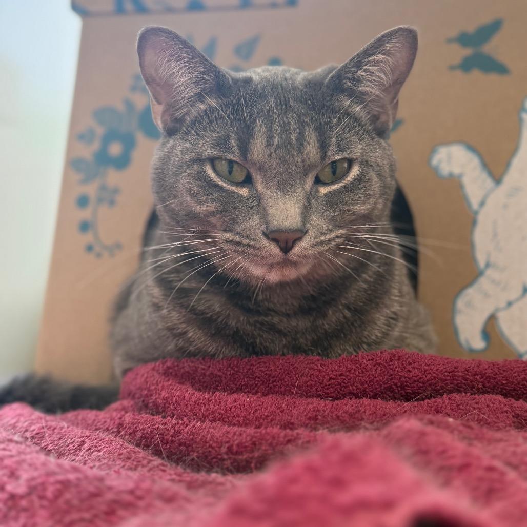 Baron (Petco), a Adoptable Domestic Short Hair in West Olive, MI image 3/6