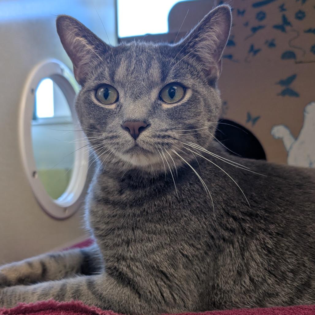 Baron (Petco), a Adoptable Domestic Short Hair in West Olive, MI image 4/6