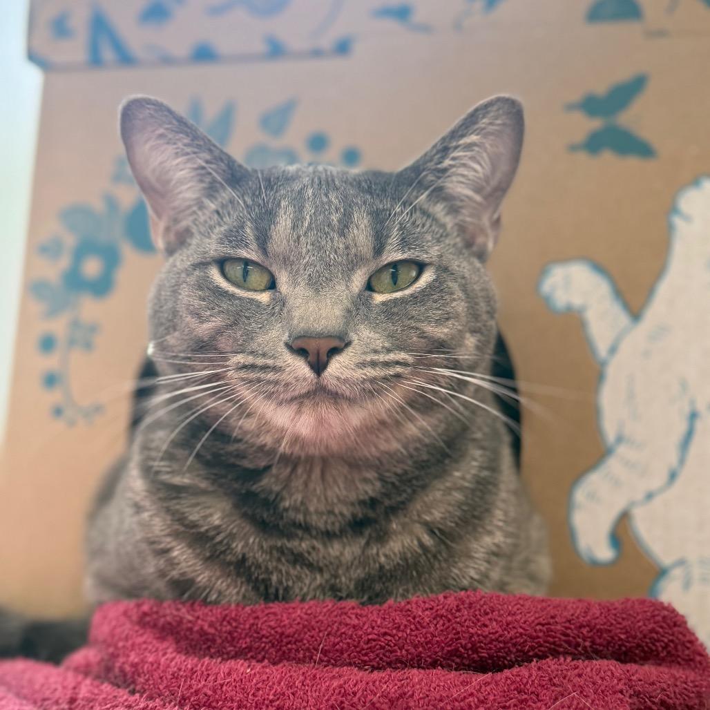 Baron (Petco), a Adoptable Domestic Short Hair in West Olive, MI image 5/6