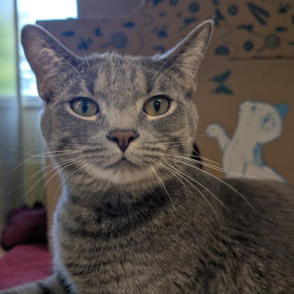 Baron (Petco), a Adoptable Domestic Short Hair in West Olive, MI image 6/6
