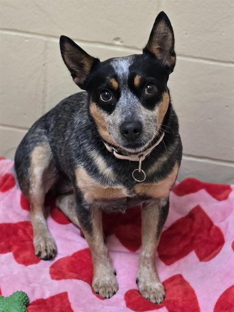 LULU, Adoptable, Adult Female Australian Cattle Dog / Blue Heeler.