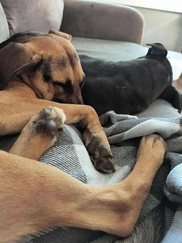 Enlarge Ms. Frizzle, a Adoptable mixed breed in Athens, ON image 1/6