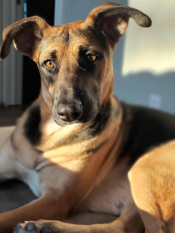 Ms. Frizzle, Adoptable, Adult Female Mixed Breed & Mixed Breed.