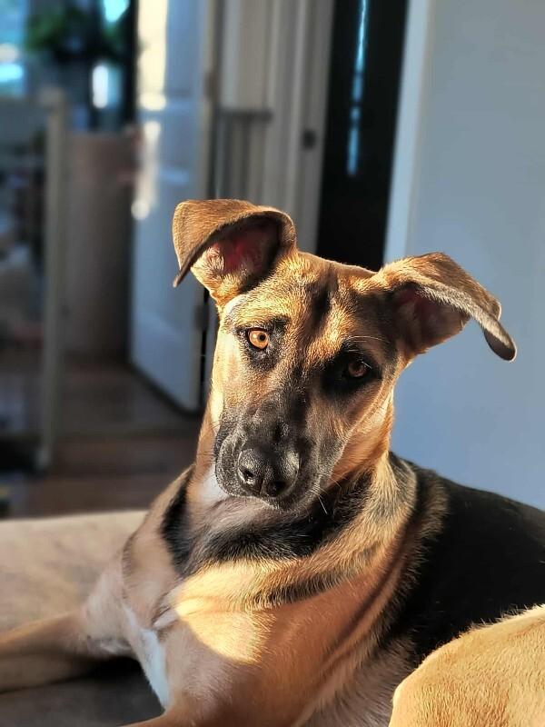 Enlarge Ms. Frizzle, a Adoptable mixed breed in Athens, ON image 2/6