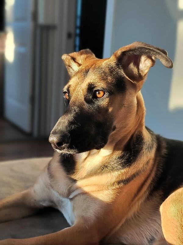 Enlarge Ms. Frizzle, a Adoptable mixed breed in Athens, ON image 3/6