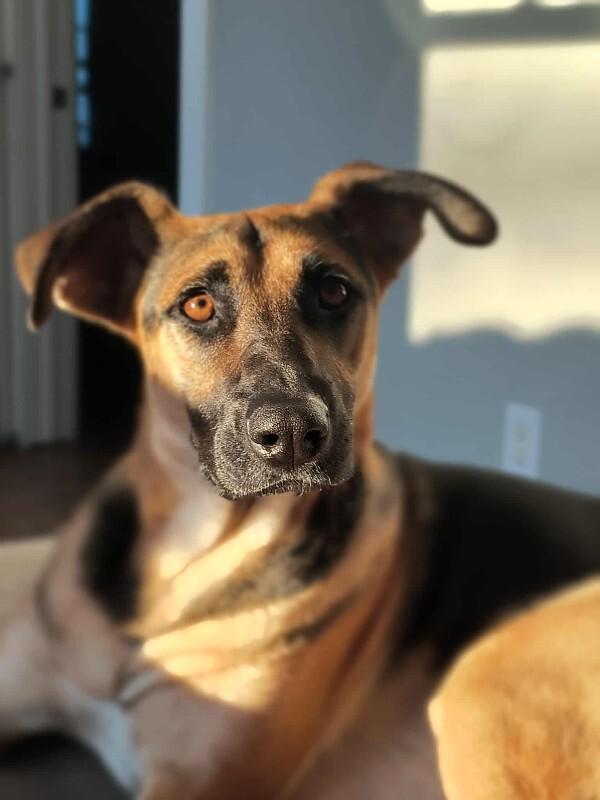 Enlarge Ms. Frizzle, a Adoptable mixed breed in Athens, ON image 4/6