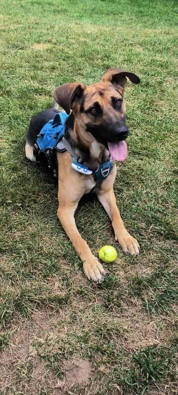 Enlarge Ms. Frizzle, a Adoptable mixed breed in Athens, ON image 5/6