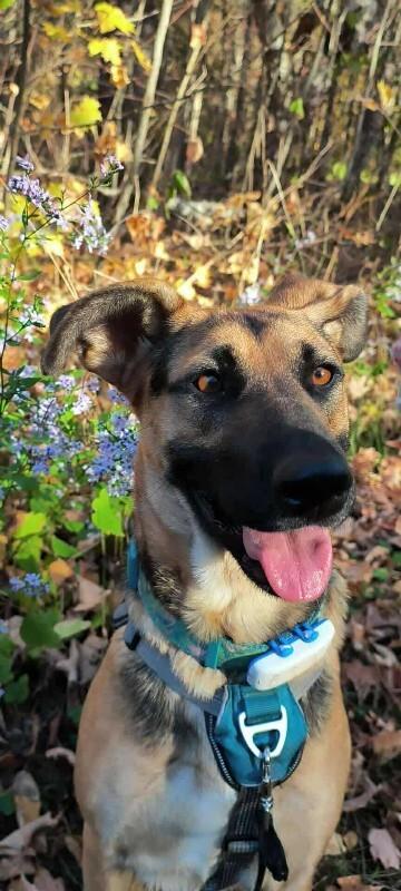 Enlarge Ms. Frizzle, a Adoptable mixed breed in Athens, ON image 5/6