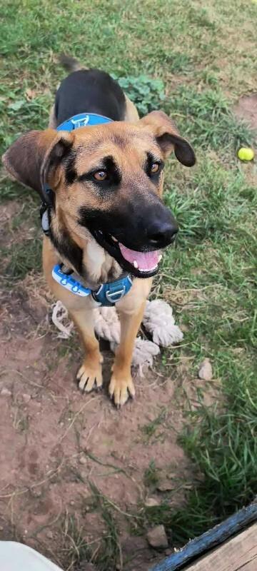 Enlarge Ms. Frizzle, a Adoptable mixed breed in Athens, ON image 6/6