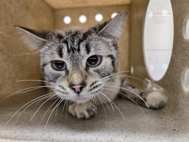 TIKI, Adoptable, Young Female Siamese.