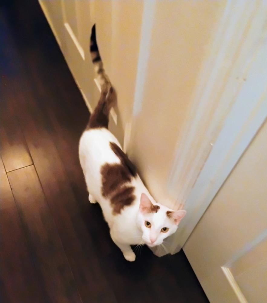 Penelope, Adoptable, Adult Female Domestic Short Hair.