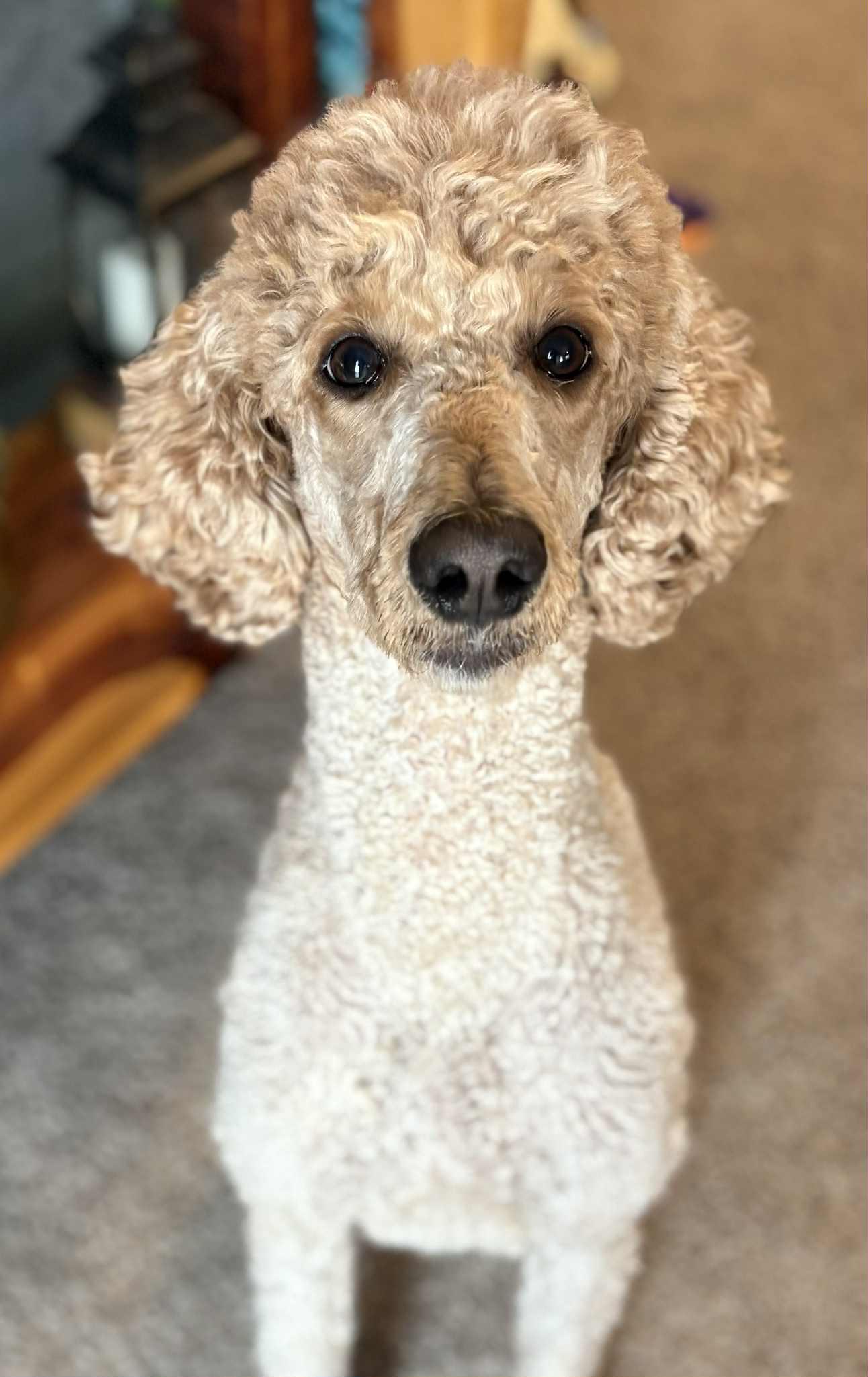Enlarge Josie, a Adoptable Standard Poodle in Laurel, MT image 1/4