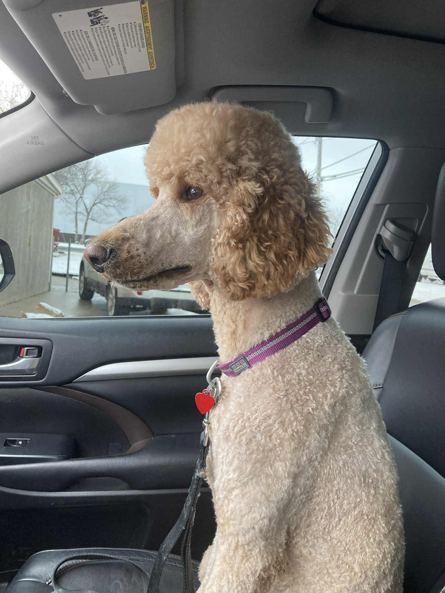 Enlarge Josie, a Adoptable Standard Poodle in Laurel, MT image 3/4