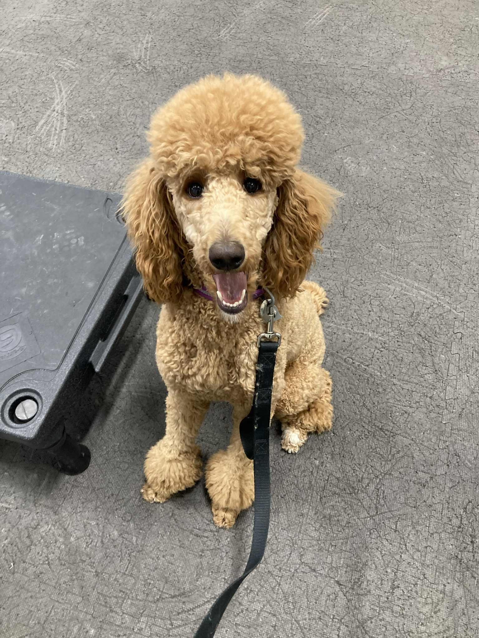 Josie, an adoptable Standard Poodle in Laurel, MT, 59044 | Photo Image 4