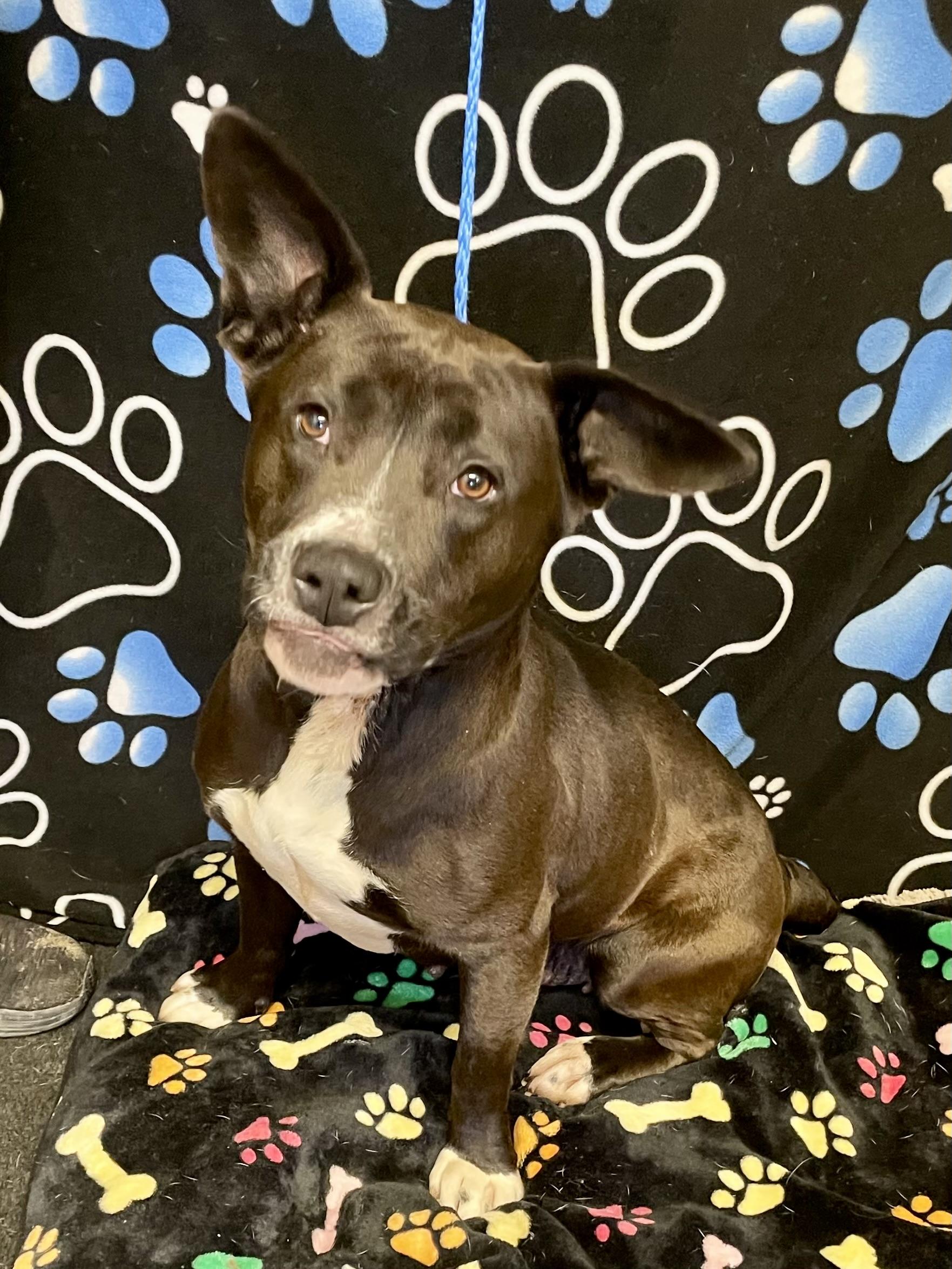 Enlarge Mama Bear, a ADOPTABLE mixed breed in Washington Court House, OH image 6/6