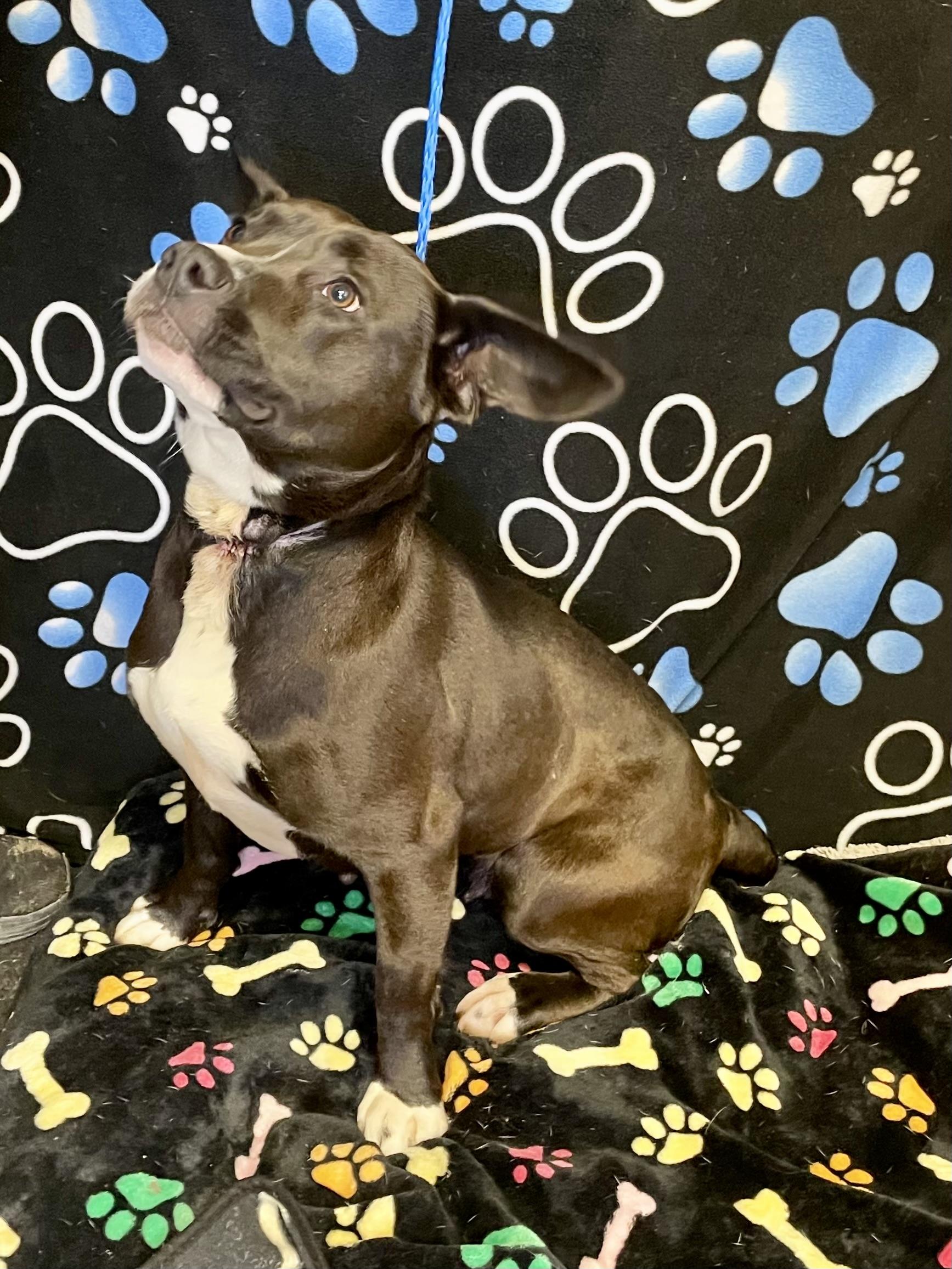 Enlarge Mama Bear, a ADOPTABLE mixed breed in Washington Court House, OH image 5/6