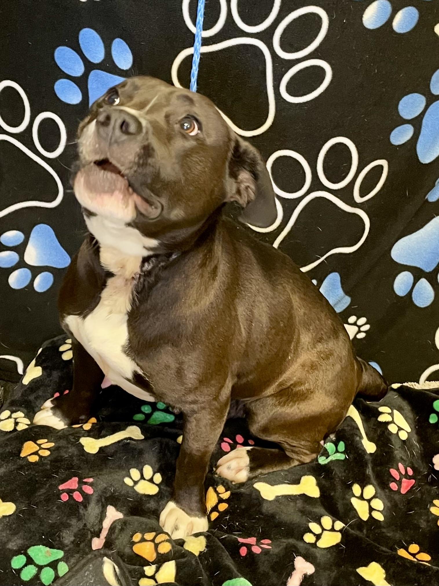 Enlarge Mama Bear, a ADOPTABLE mixed breed in Washington Court House, OH image 3/6