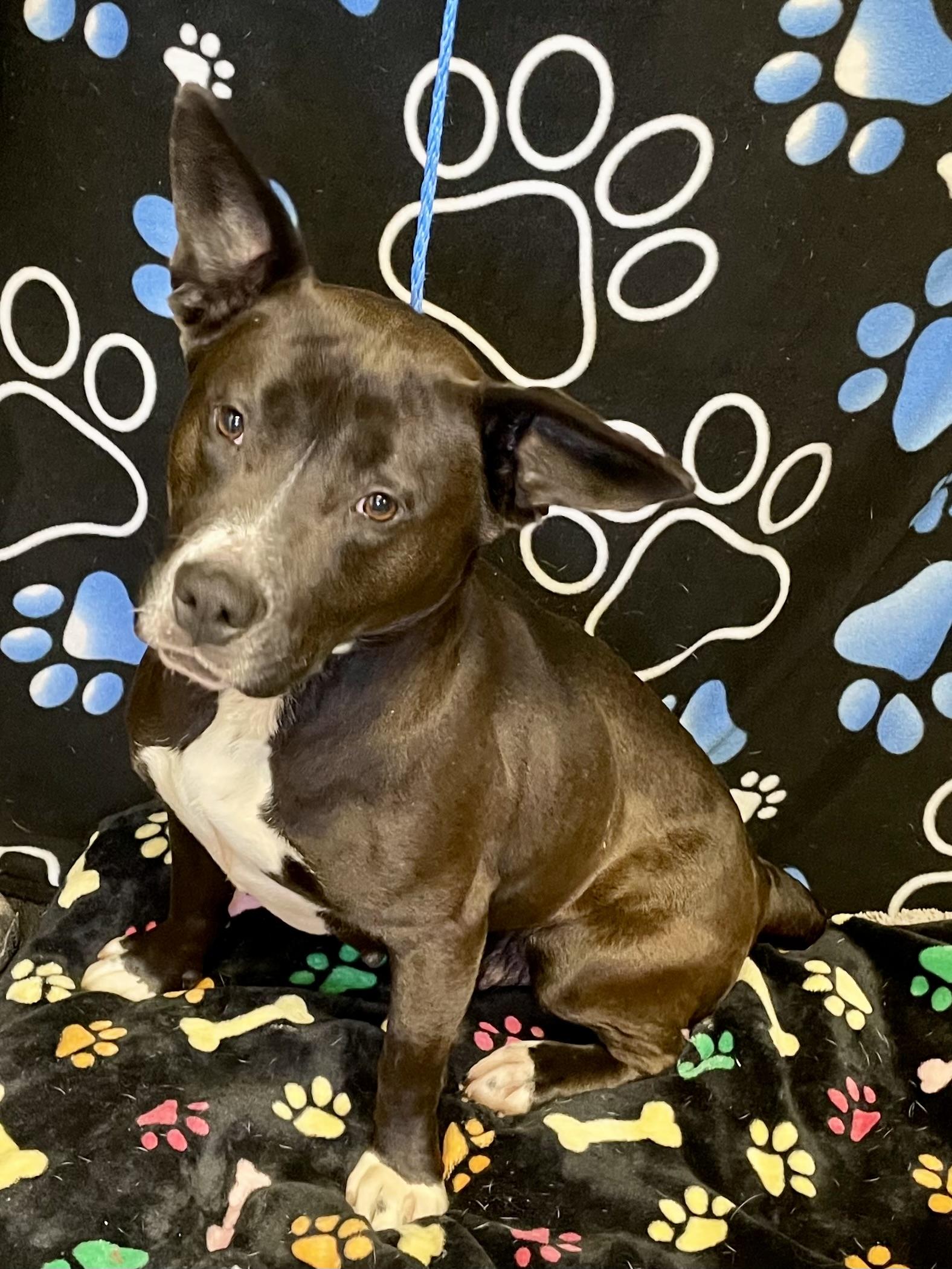 Enlarge Mama Bear, a ADOPTABLE mixed breed in Washington Court House, OH image 1/6