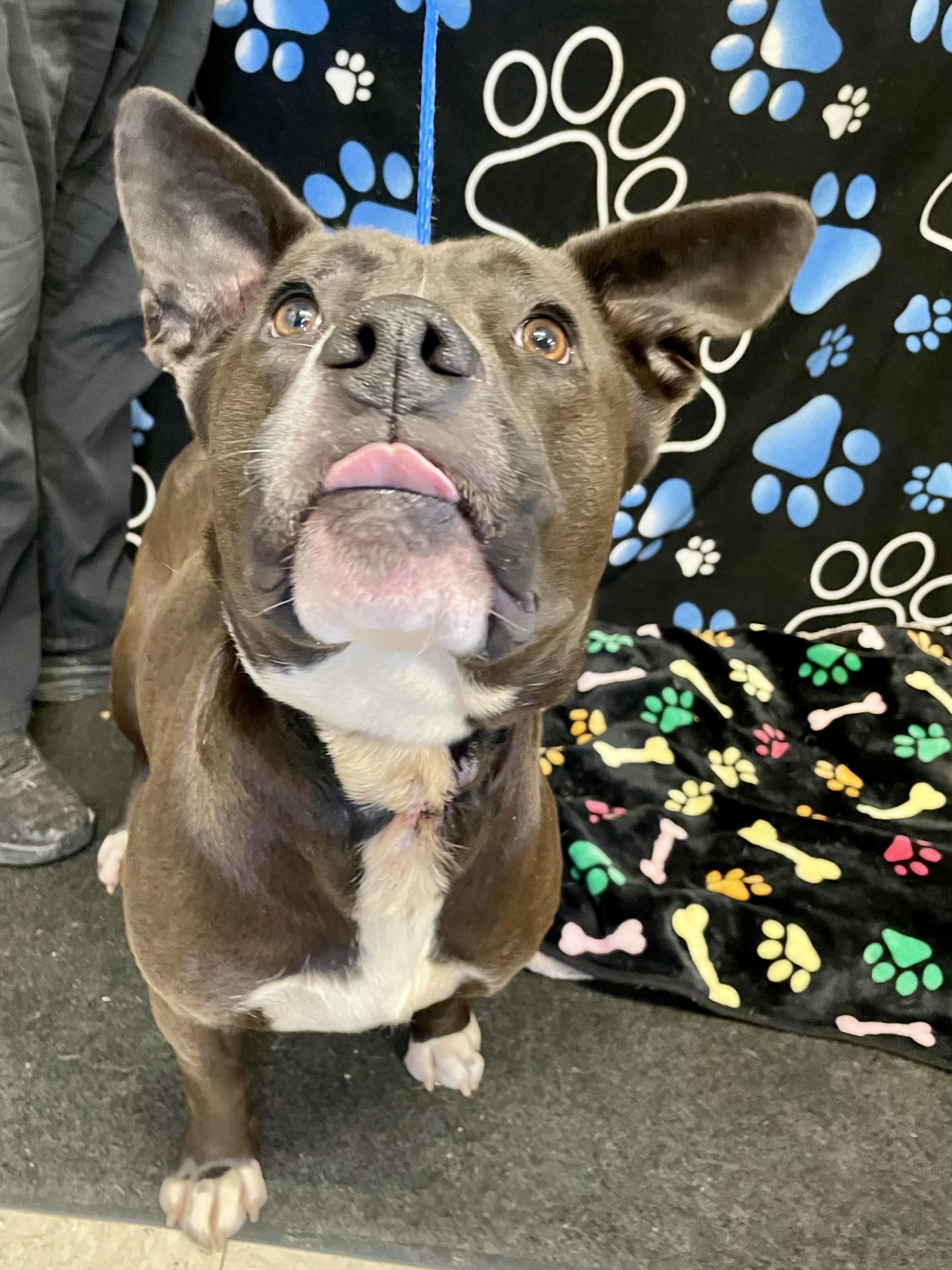 Enlarge Mama Bear, a ADOPTABLE mixed breed in Washington Court House, OH image 2/6