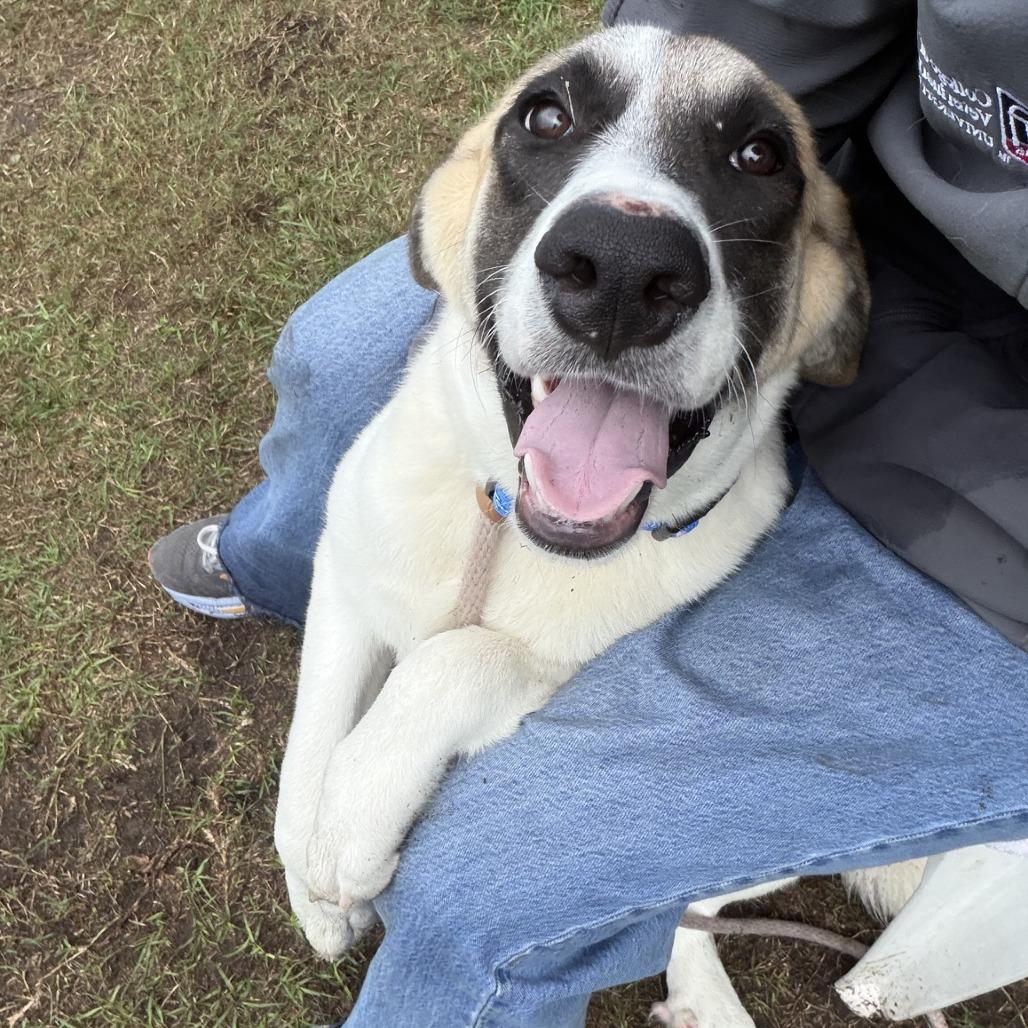 Enlarge Bart, a Adoptable mixed breed in Newport, NC image 2/4