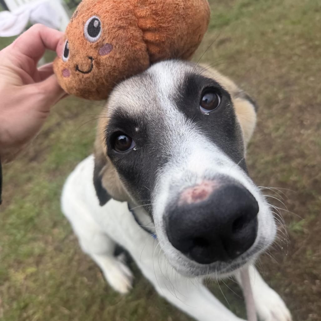 Enlarge Bart, a Adoptable mixed breed in Newport, NC image 3/4