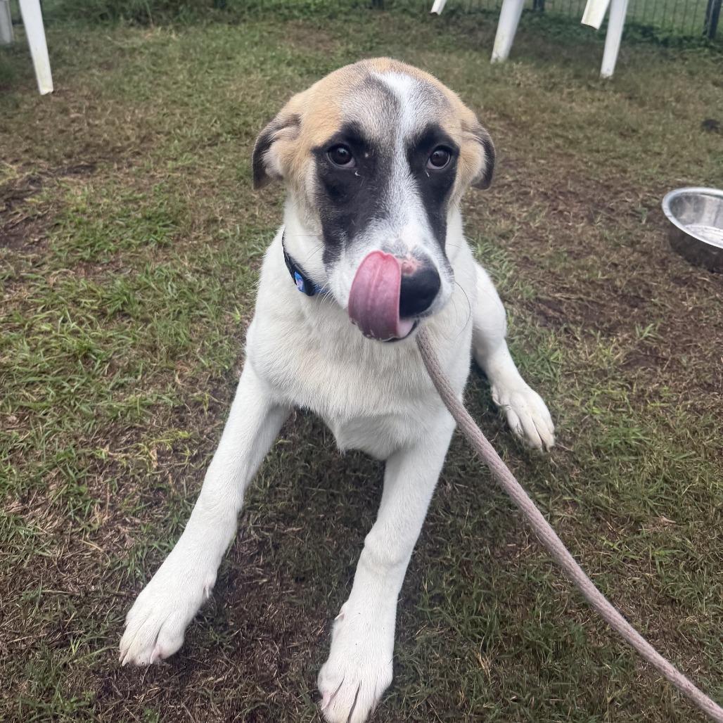 Enlarge Bart, a Adoptable mixed breed in Newport, NC image 4/4