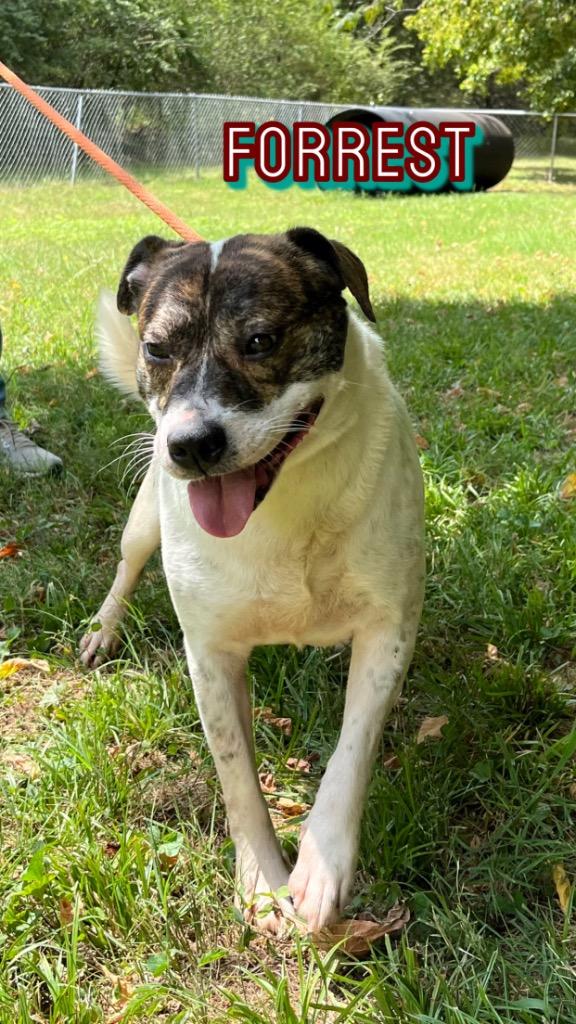 Enlarge Forrest, a Adoptable mixed breed in Lawrenceburg, TN image 1/5