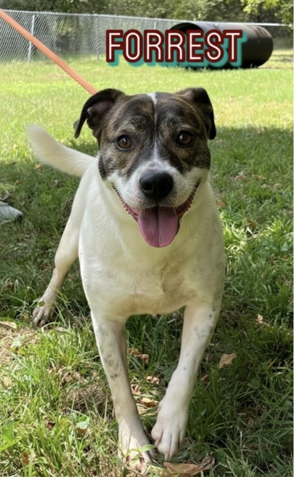 Enlarge Forrest, a Adoptable mixed breed in Lawrenceburg, TN image 2/5