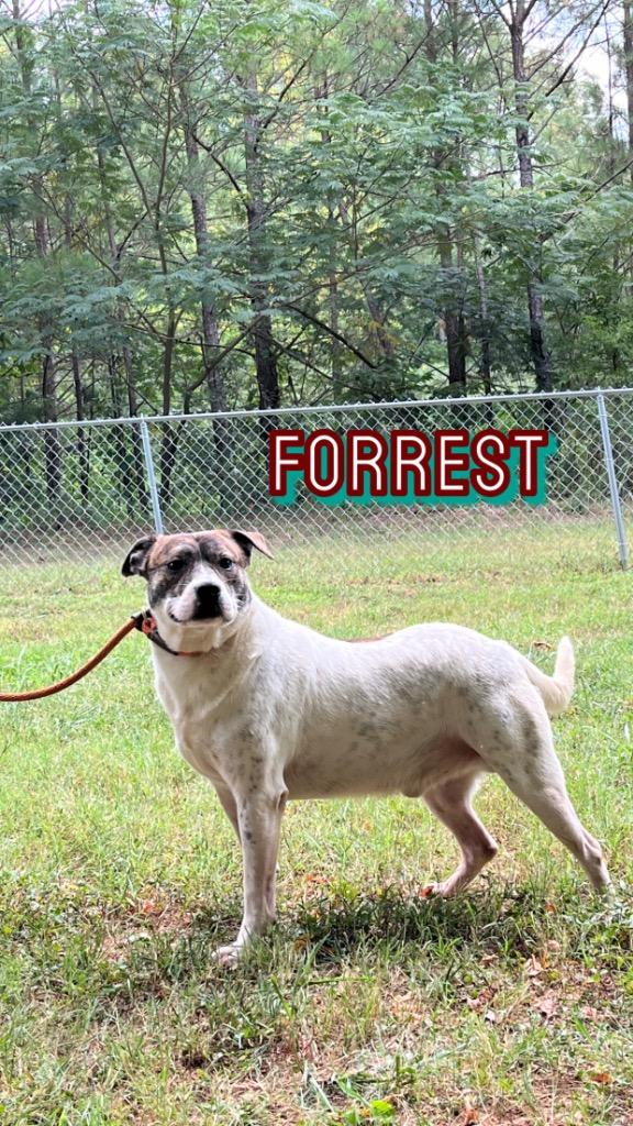 Forrest thumbnail 5