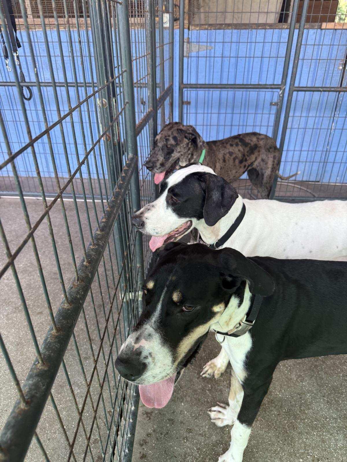 Daffney, Adoptable, Young Female Great Dane.