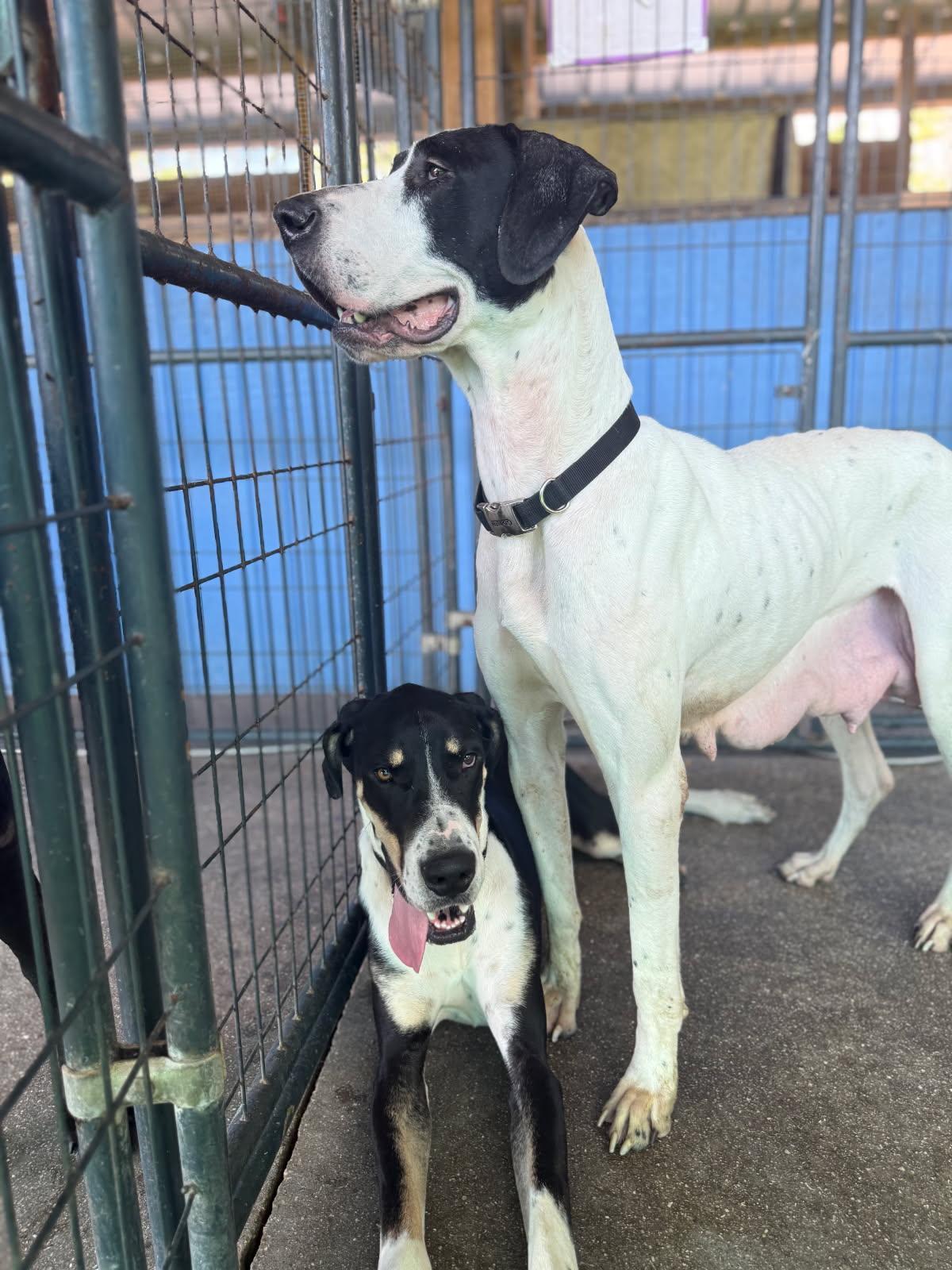 Daffney, a Adoptable Great Dane in Jupiter, FL image 2/3