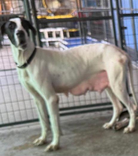 Daffney, a Adoptable Great Dane in Jupiter, FL image 3/3