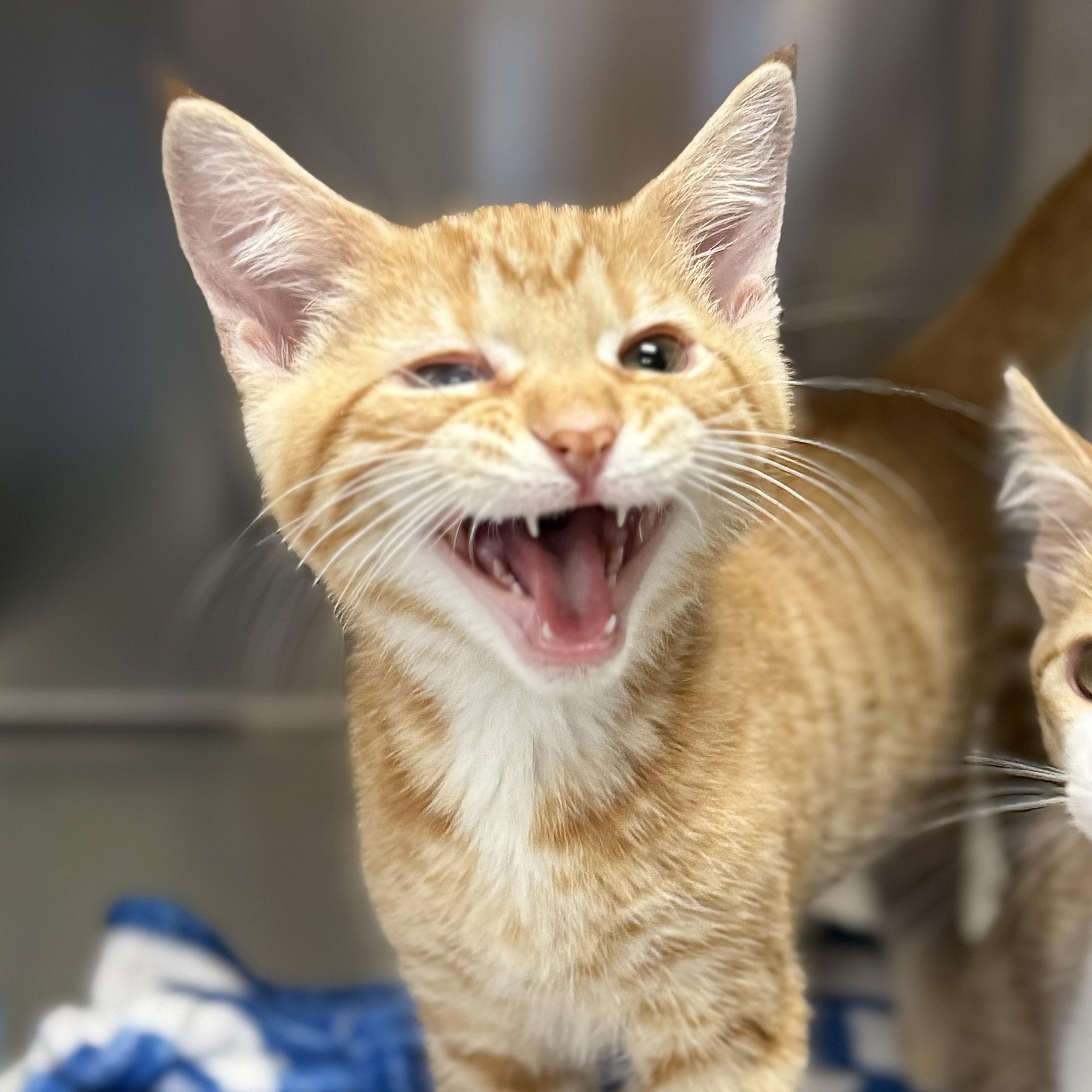 Enlarge Lucky, a Adoptable Domestic Short Hair in Collierville, TN image 3/4