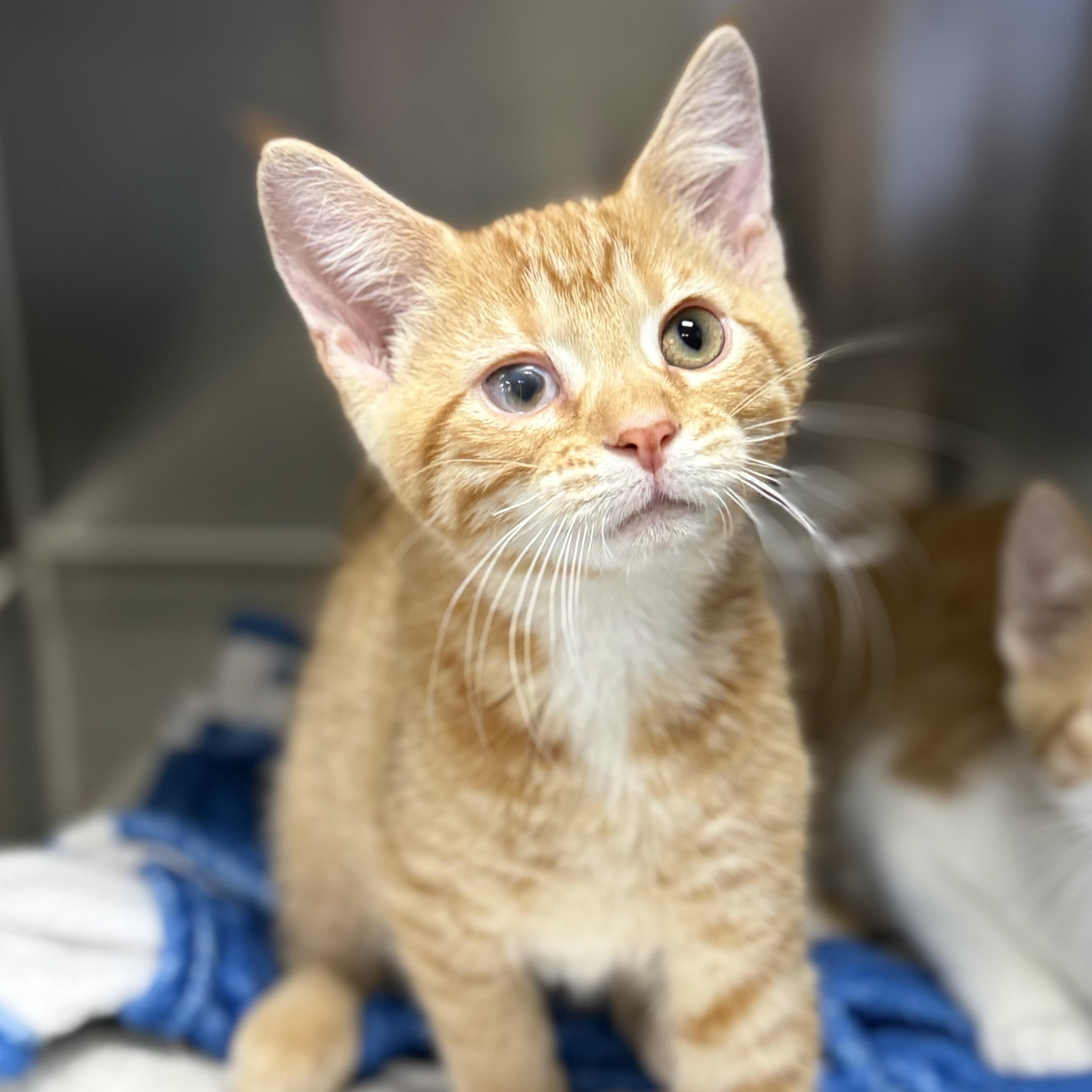 Lucky, Adoptable, Kitten Male Domestic Short Hair.