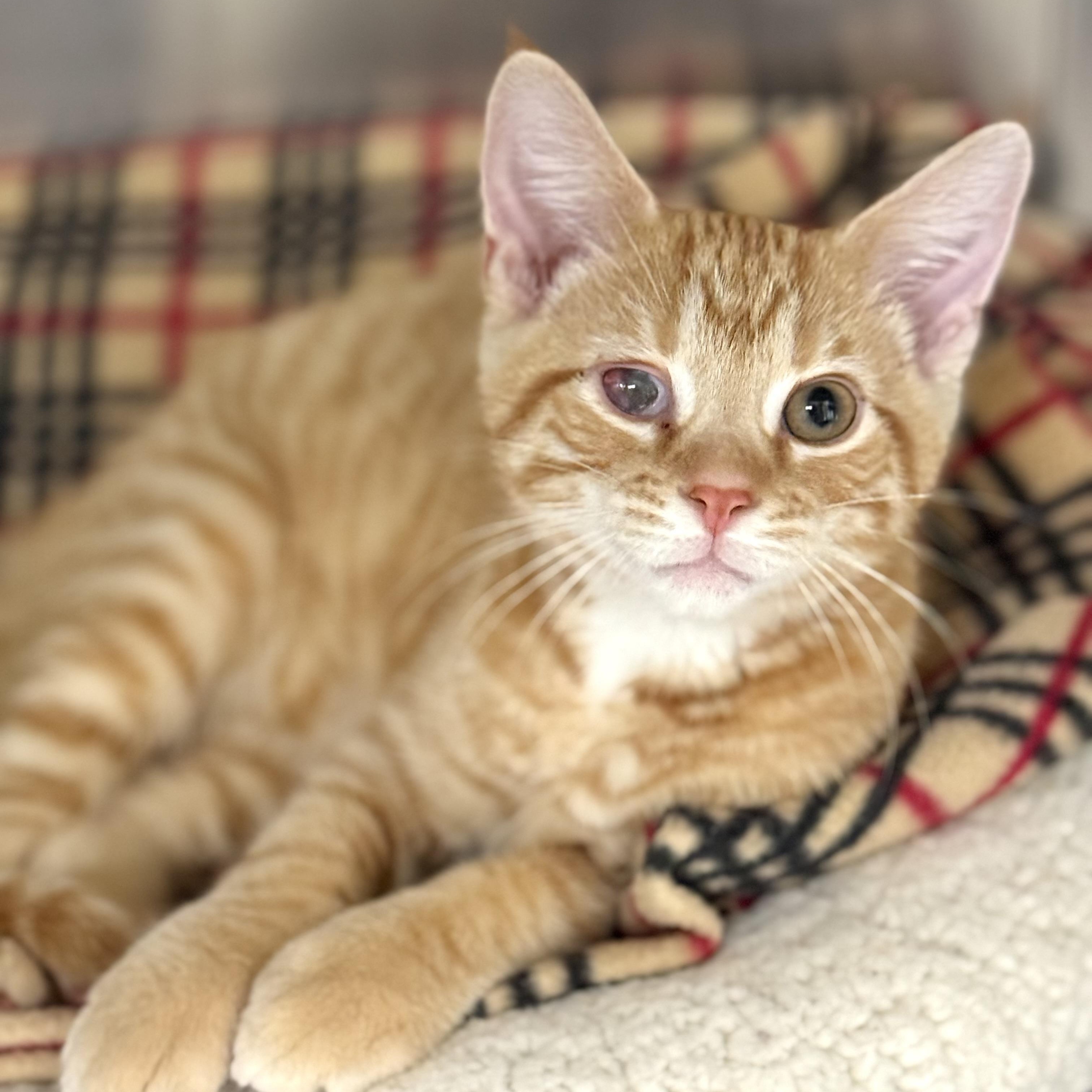 Enlarge Lucky, a Adoptable Domestic Short Hair in Collierville, TN image 4/4