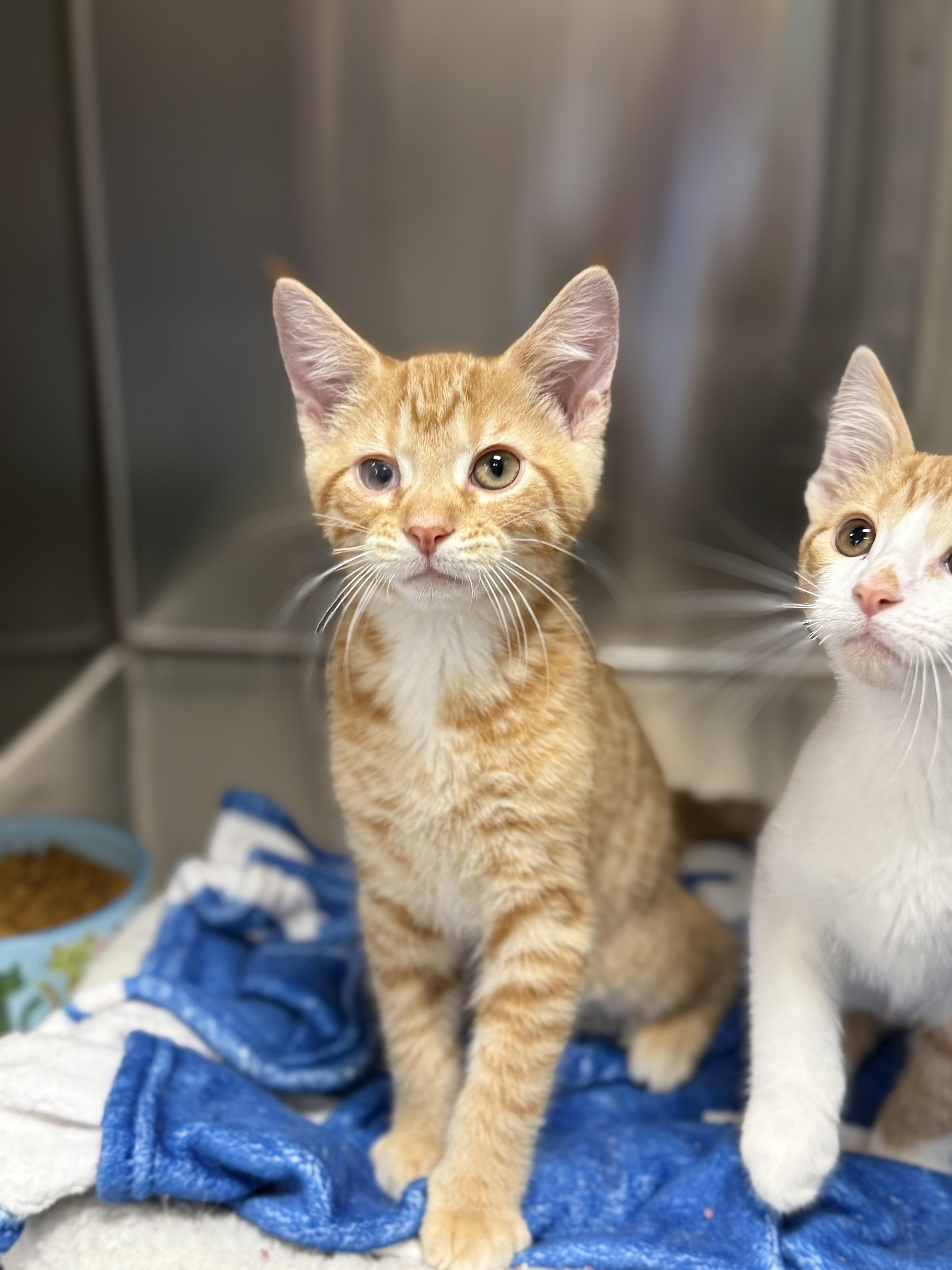 Enlarge Lucky, a Adoptable Domestic Short Hair in Collierville, TN image 2/4