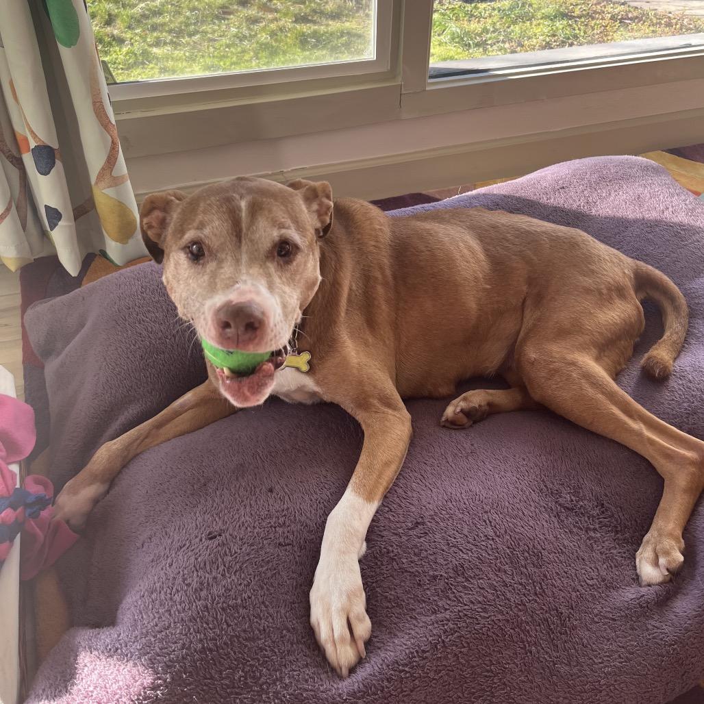 Eddy, Adoptable, Senior Male Pit Bull Terrier.