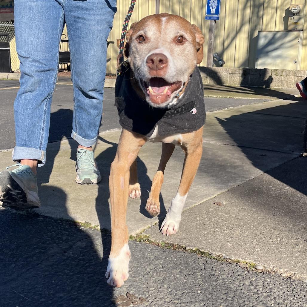 Enlarge Eddy, a Adoptable Pit Bull Terrier in Ashland, OR image 2/5