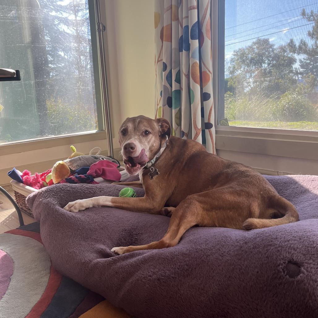 Enlarge Eddy, a Adoptable Pit Bull Terrier in Ashland, OR image 3/5