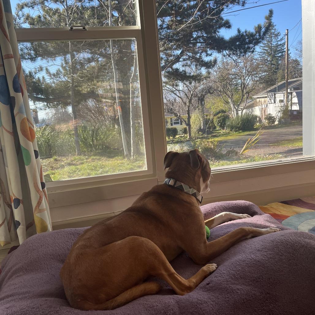 Enlarge Eddy, a Adoptable Pit Bull Terrier in Ashland, OR image 4/5