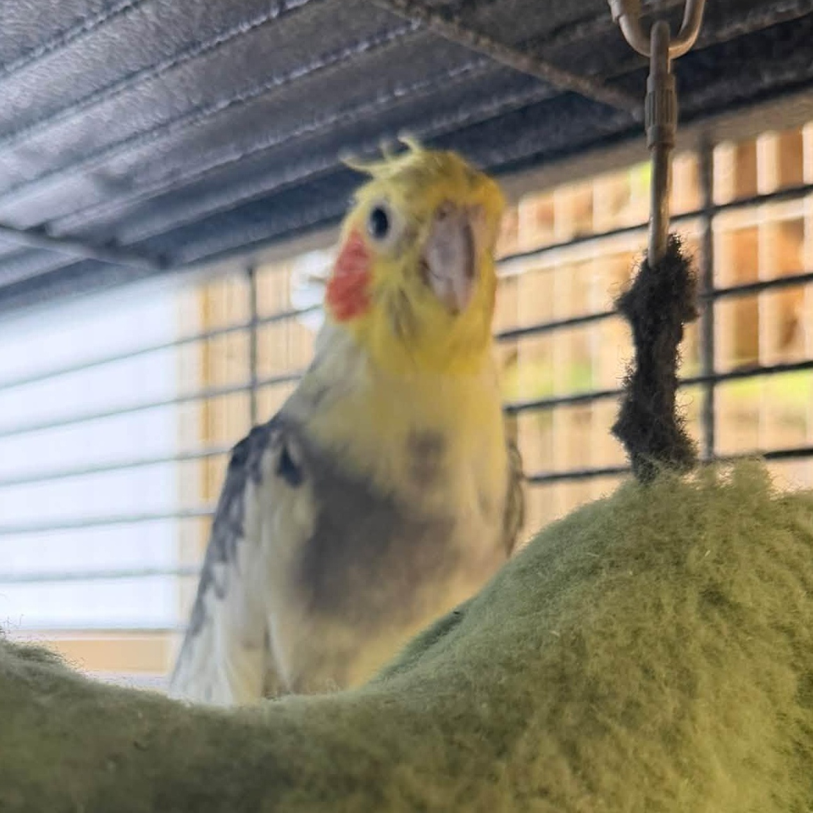 Enlarge Pete & Smoke, a Adoptable Cockatiel in Alma, MI image 2/2