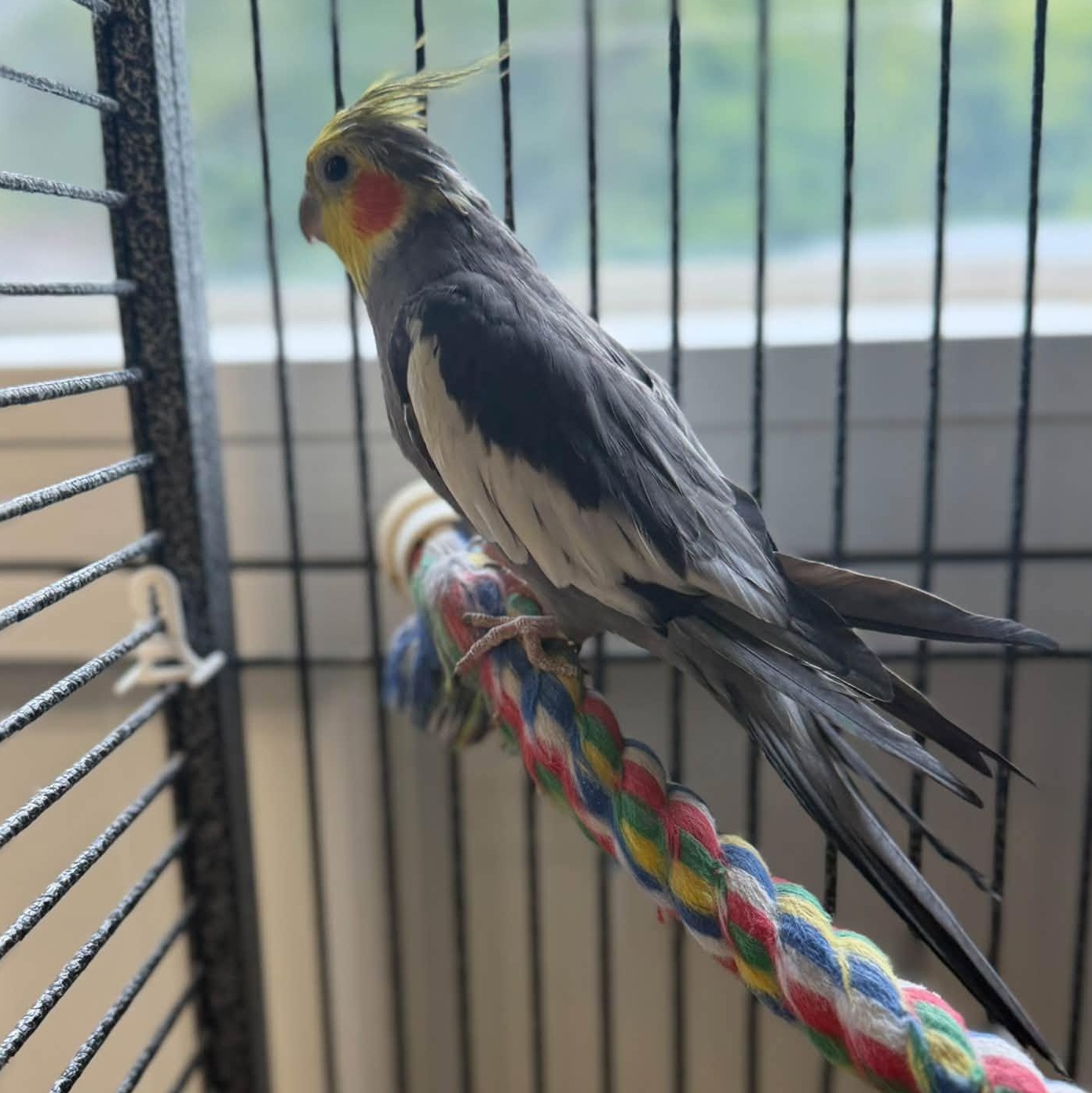 Enlarge Pete & Smoke, a Adoptable Cockatiel in Alma, MI image 1/2
