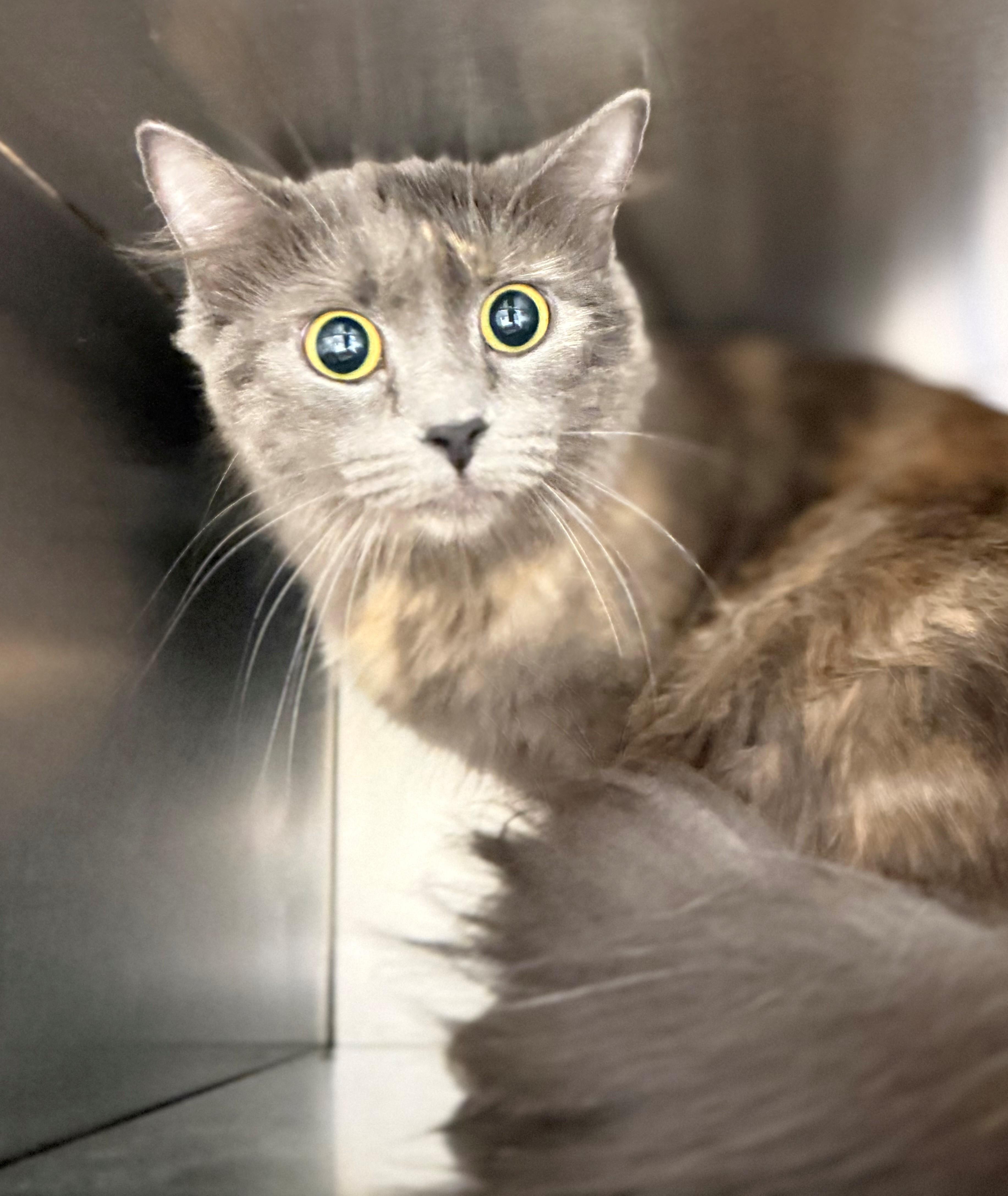 Enlarge Victoria, an adoptable Domestic Medium Hair in Hamilton, ON image 2/2