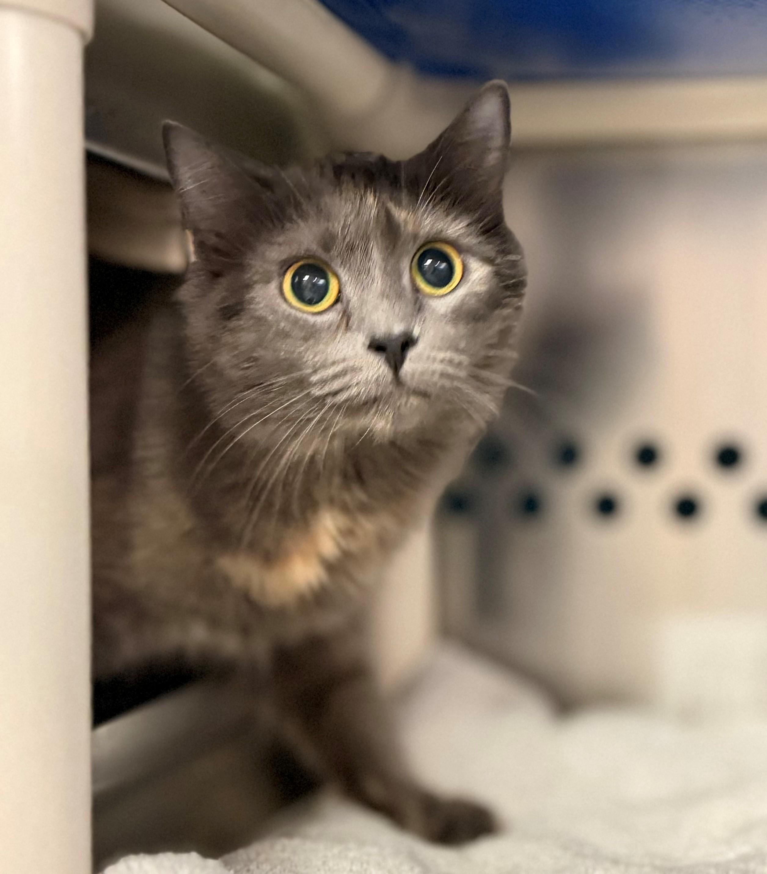 Victoria, adoptable, Young Female Domestic Medium Hair.