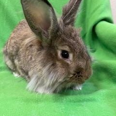 Mercutio, a ADOPTABLE Lionhead in Haltom City, TX image 2/3