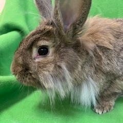 Mercutio, a ADOPTABLE Lionhead in Haltom City, TX image 3/3